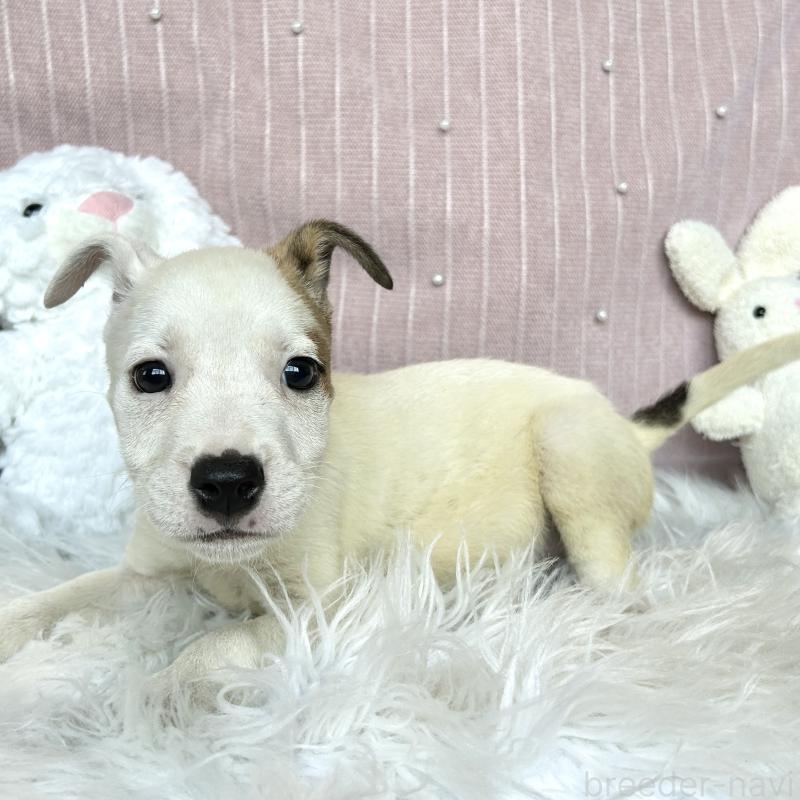 販売中の栃木県のミックス犬-398735の4枚目