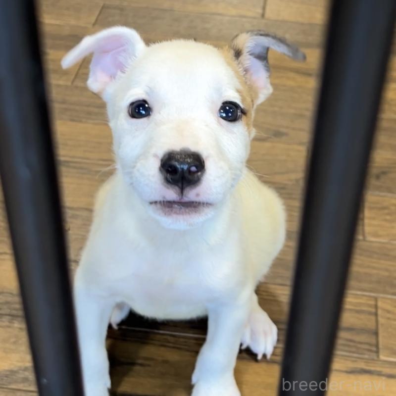 販売中の栃木県のミックス犬-398735の2枚目