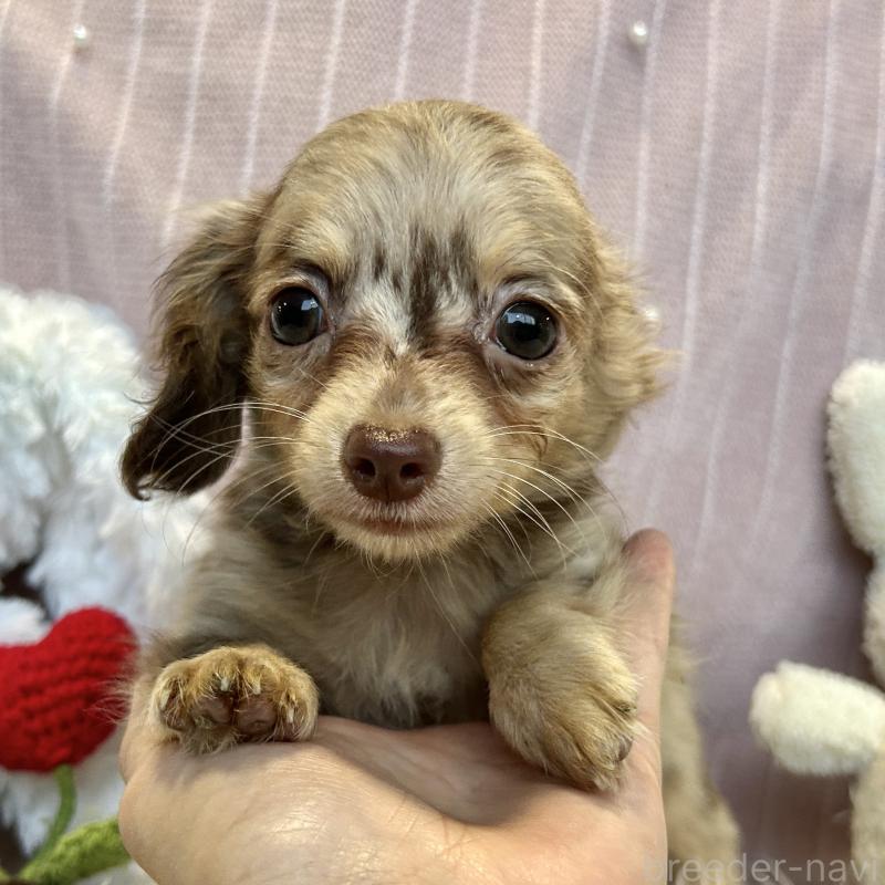 販売中の栃木県のチワックス:チワワ×ミニチュアダックスフンド-394898