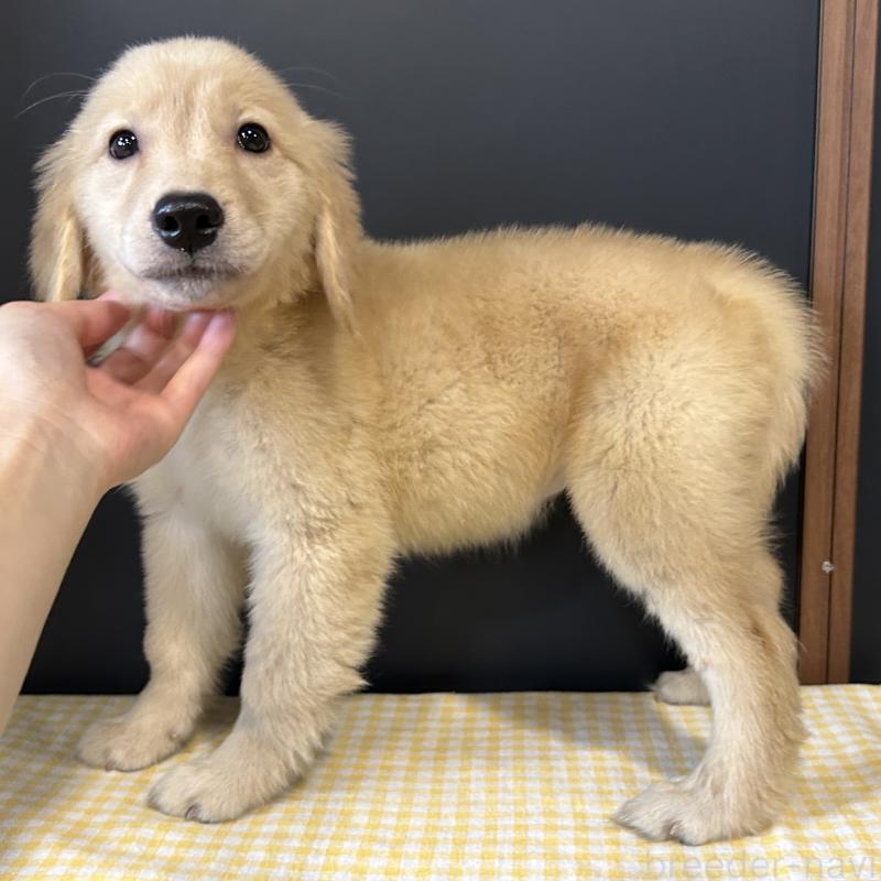 販売中の栃木県のゴールデンレトリーバー-403072の4枚目