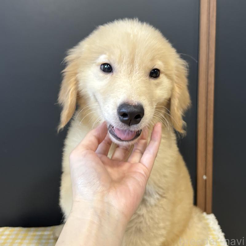 販売中の栃木県のゴールデンレトリーバー-403073の6枚目