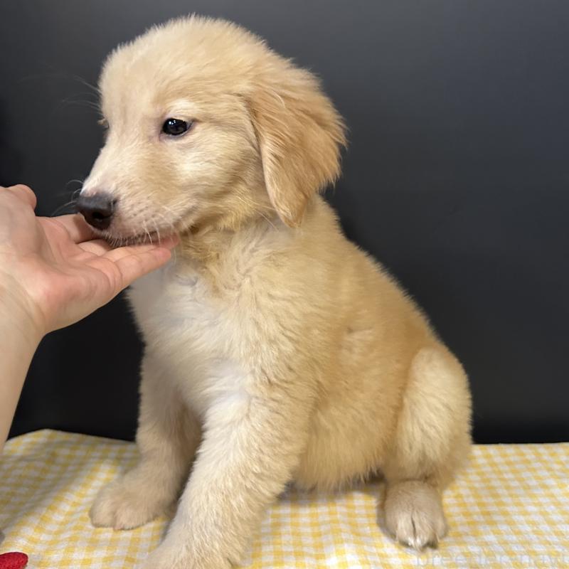 販売中の栃木県のゴールデンレトリーバー-403073の4枚目