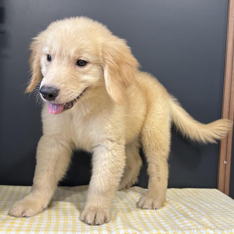 販売中の栃木県のゴールデンレトリーバー-403074の4枚目