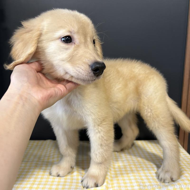 販売中の栃木県のゴールデンレトリーバー-403075の2枚目