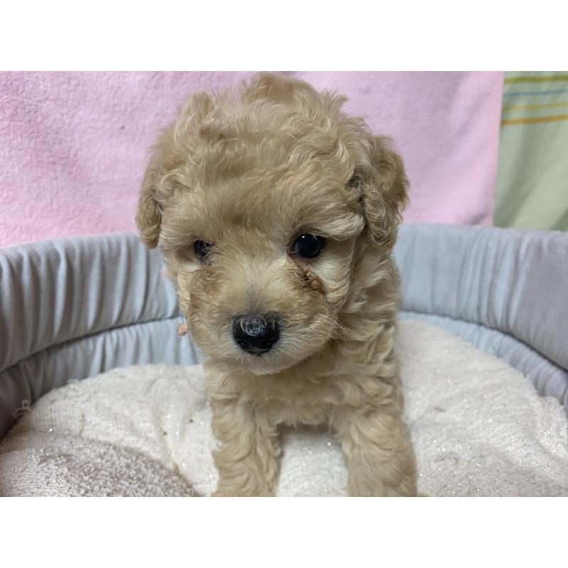 成約済の長野県のミックス犬-398920の7枚目