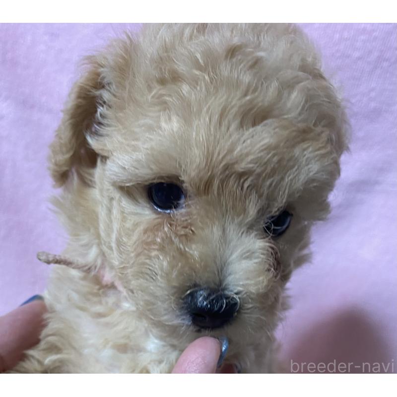 成約済の長野県のミックス犬-398920の6枚目
