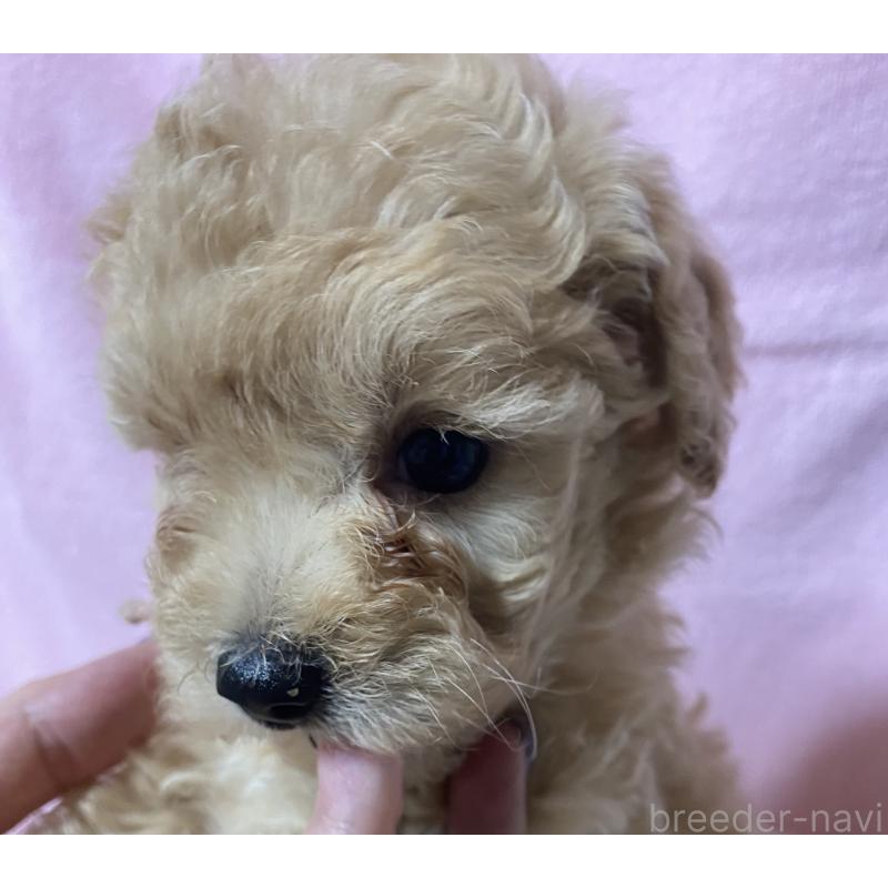 成約済の長野県のミックス犬-398920の5枚目