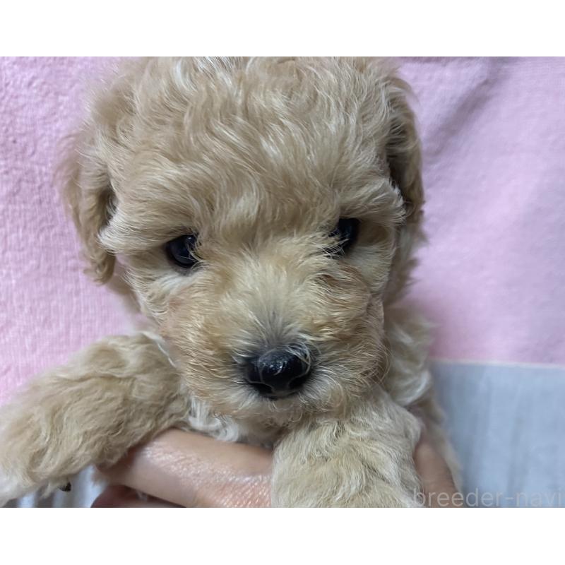 成約済の長野県のミックス犬-398925の3枚目
