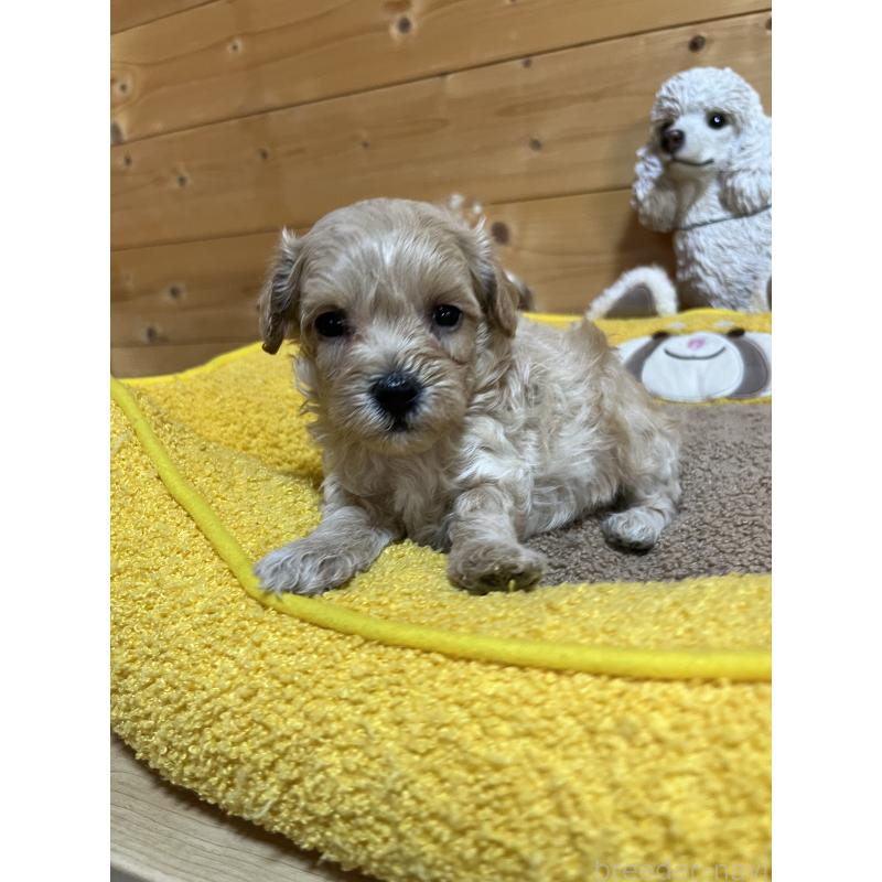 販売中の埼玉県のミックス犬-403343の5枚目