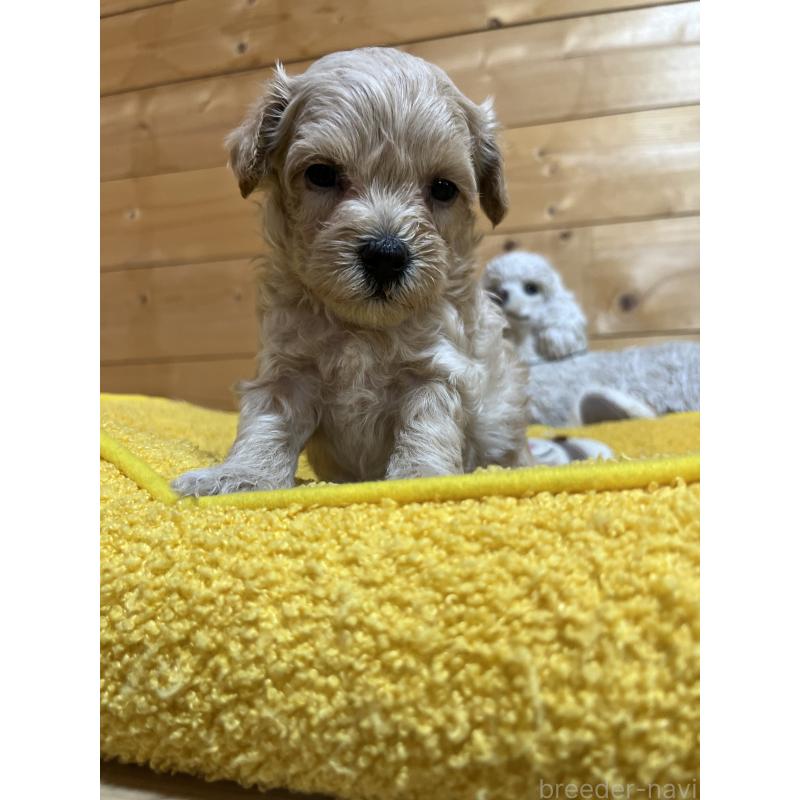 販売中の埼玉県のミックス犬-403343の4枚目