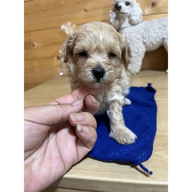 販売中の埼玉県のミックス犬-403343の3枚目