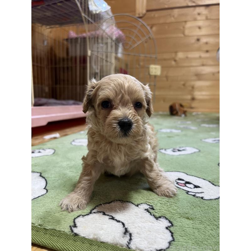 販売中の埼玉県のミックス犬-403343の2枚目