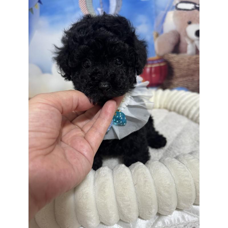 成約済の埼玉県のティーカッププードル-401313の4枚目