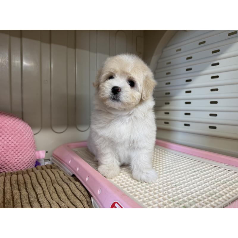 販売中の秋田県のミックス犬-403352の12枚目