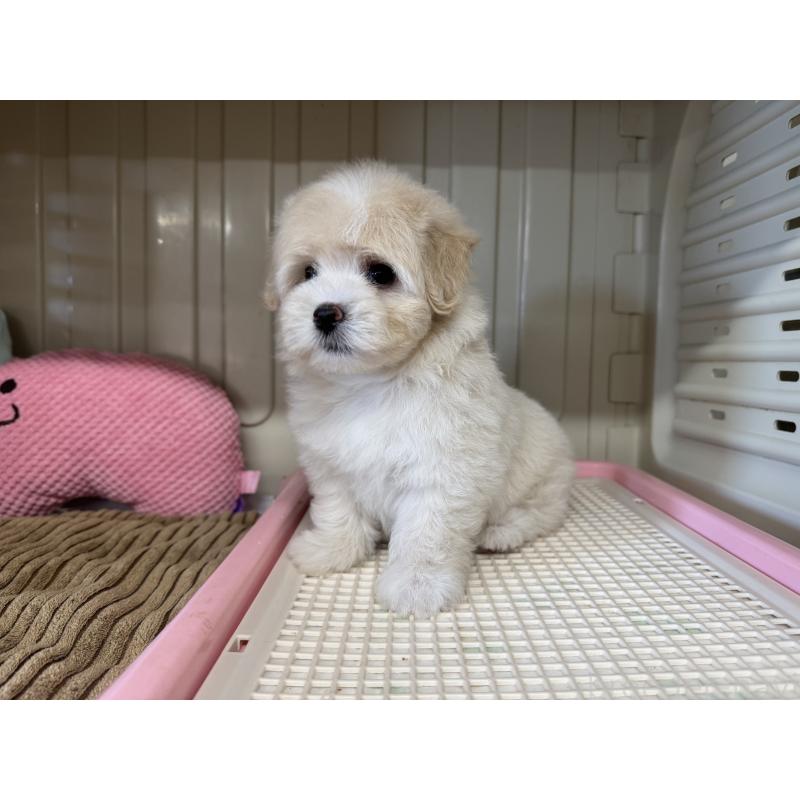 販売中の秋田県のミックス犬-403352の11枚目