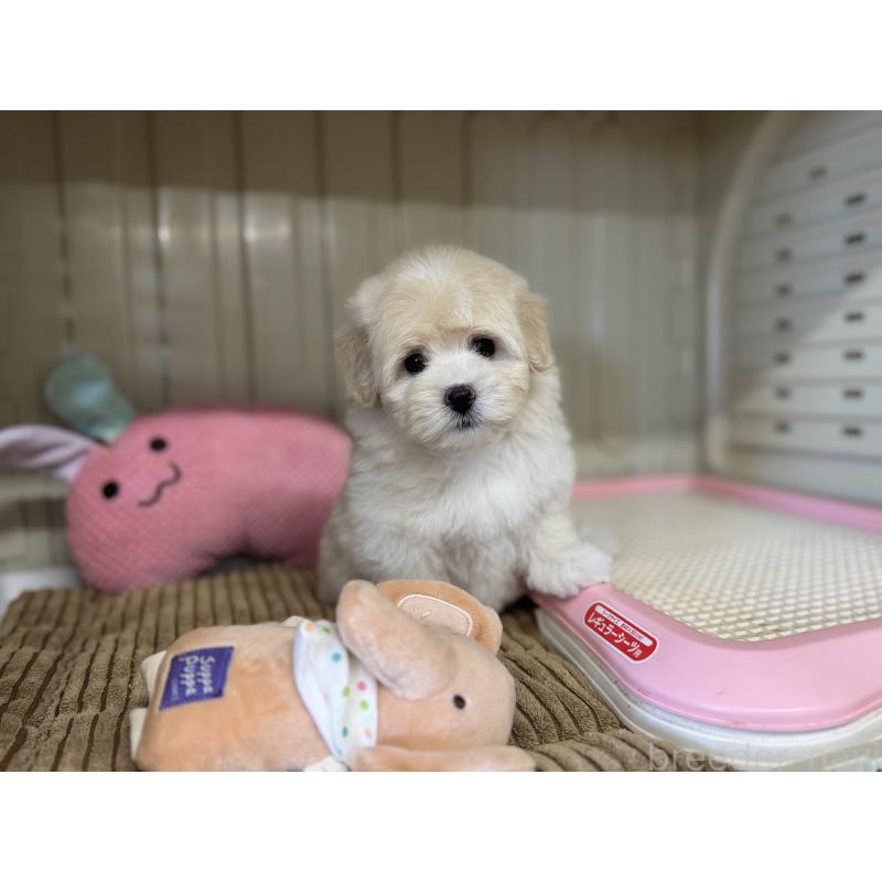 販売中の秋田県のミックス犬-403352の9枚目