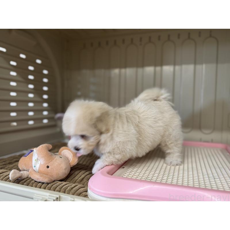販売中の秋田県のミックス犬-403352の8枚目