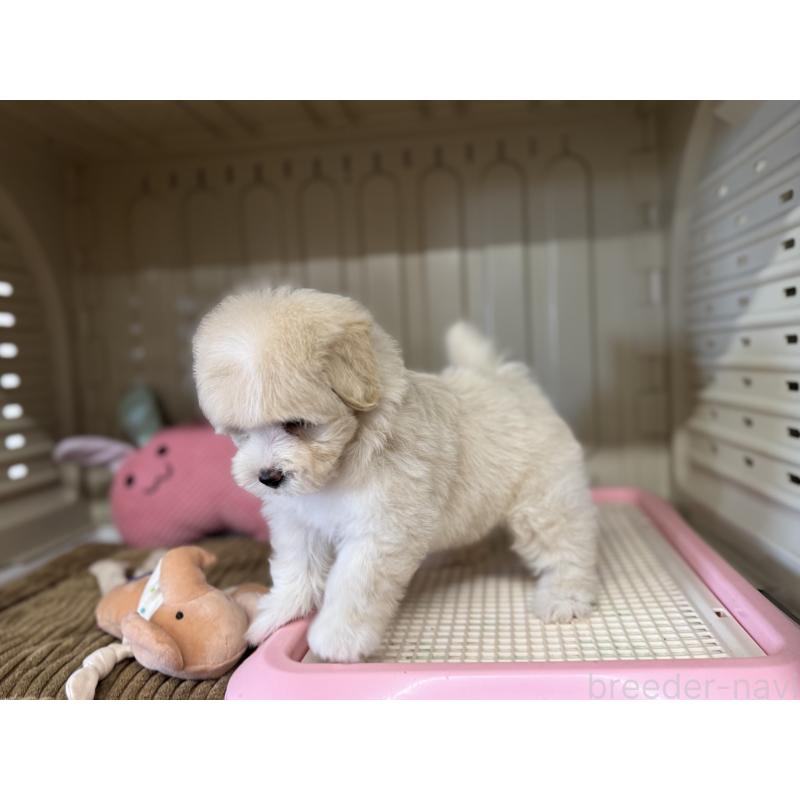 販売中の秋田県のミックス犬-403352の7枚目