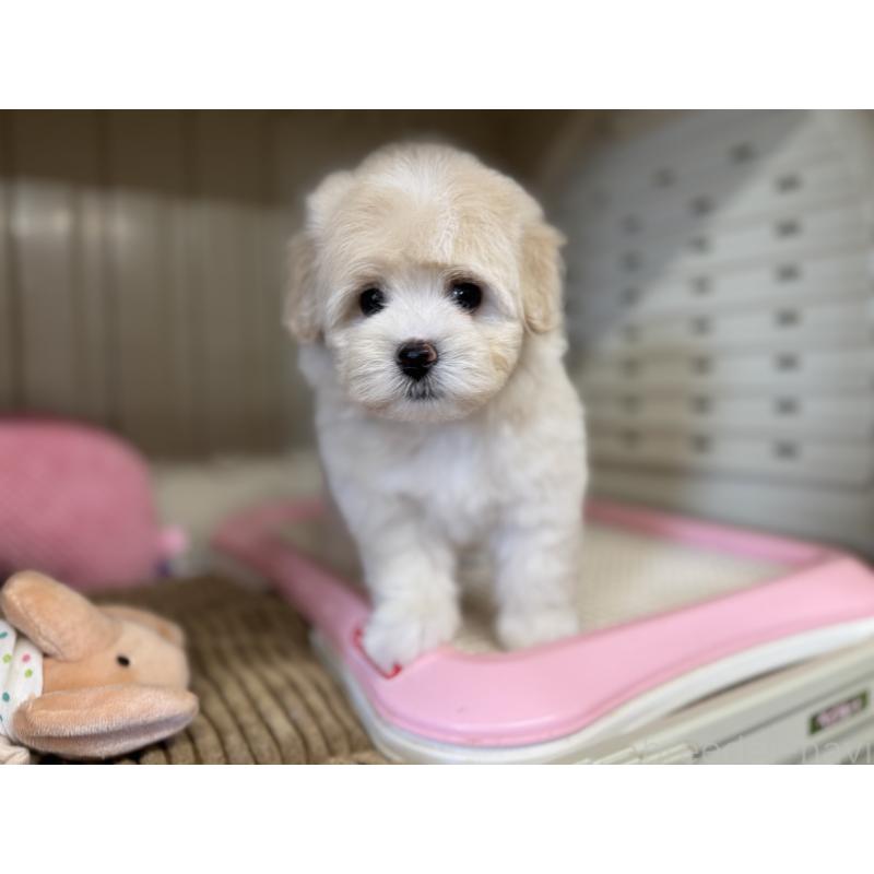 販売中の秋田県のミックス犬-403352の6枚目