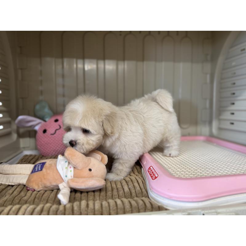 販売中の秋田県のミックス犬-403352の5枚目