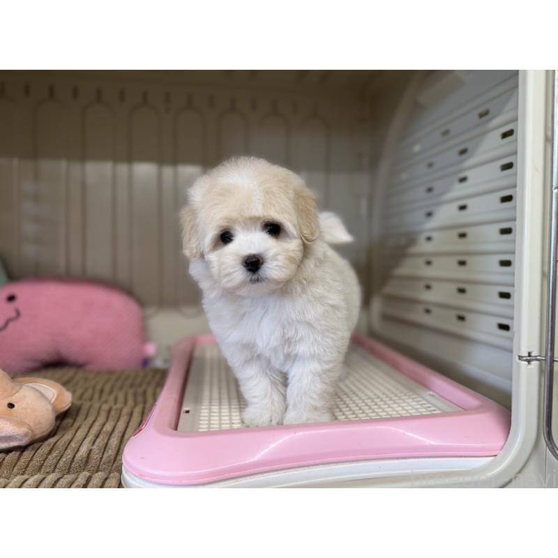 販売中の秋田県のミックス犬-403352の4枚目