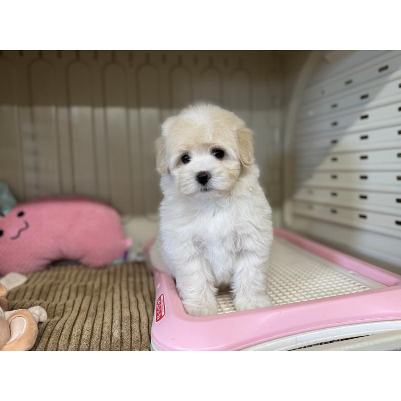 販売中の秋田県のミックス犬-403352の3枚目