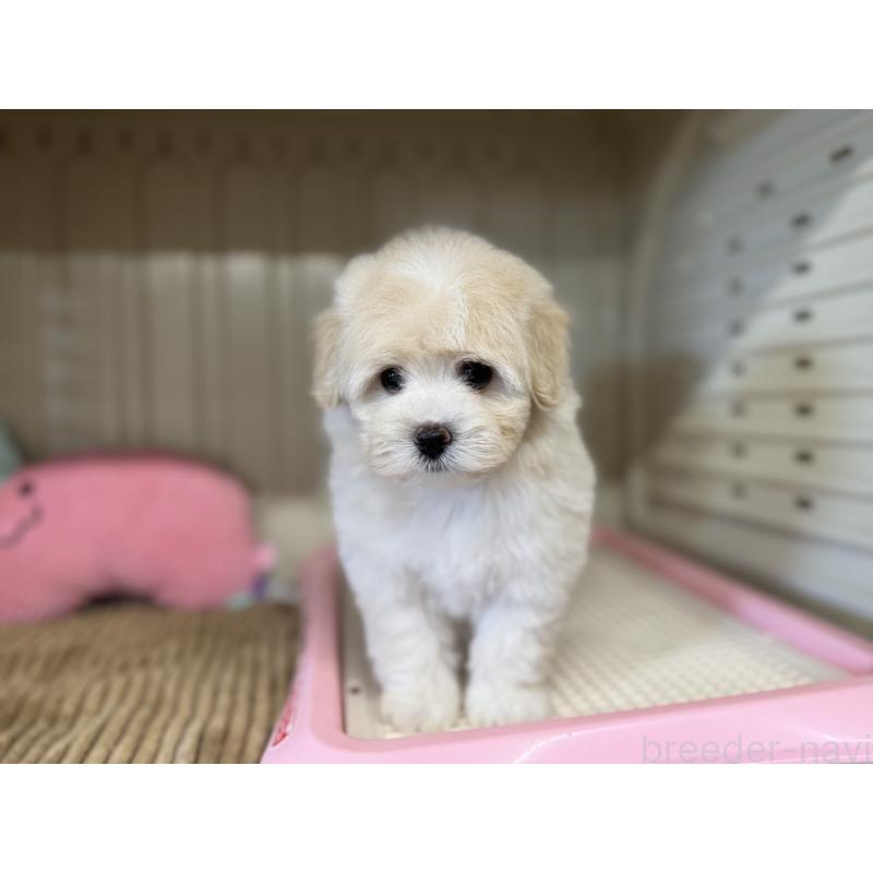 販売中の秋田県のミックス犬-403352の2枚目