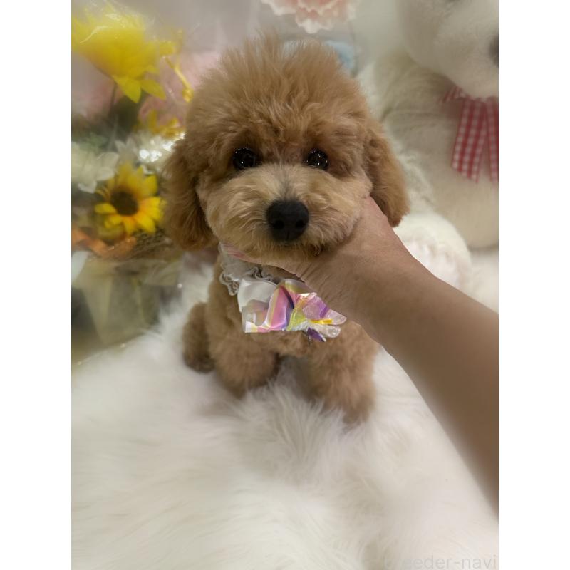 販売中の香川県のビションプー:ビションフリーゼ×トイプードル-386303の2枚目