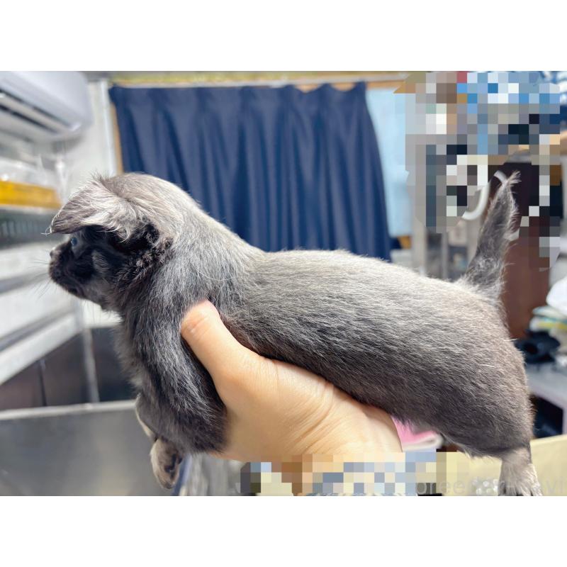 販売中の愛知県のチワワ(ロングコート)-403372の4枚目