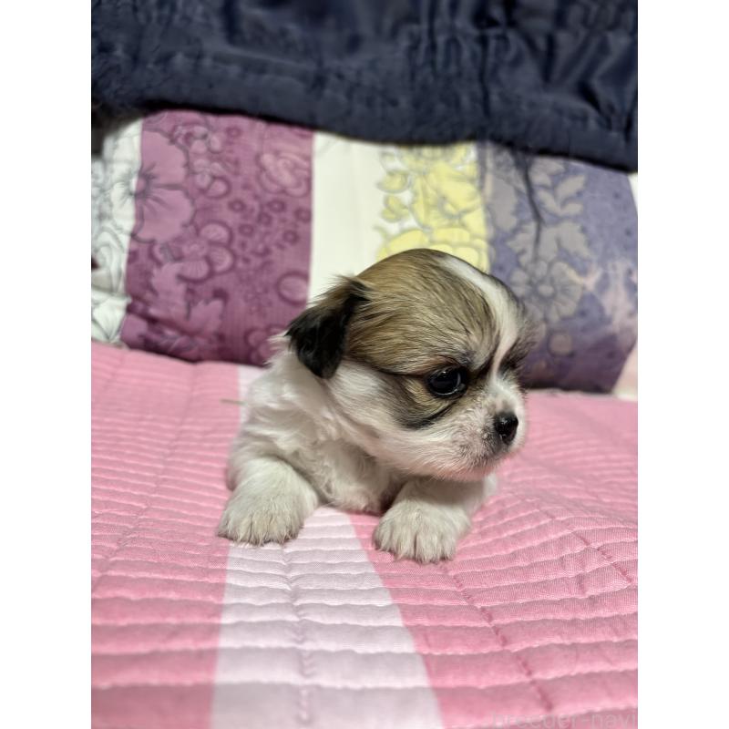 販売中の愛知県のミックス犬-403374の4枚目