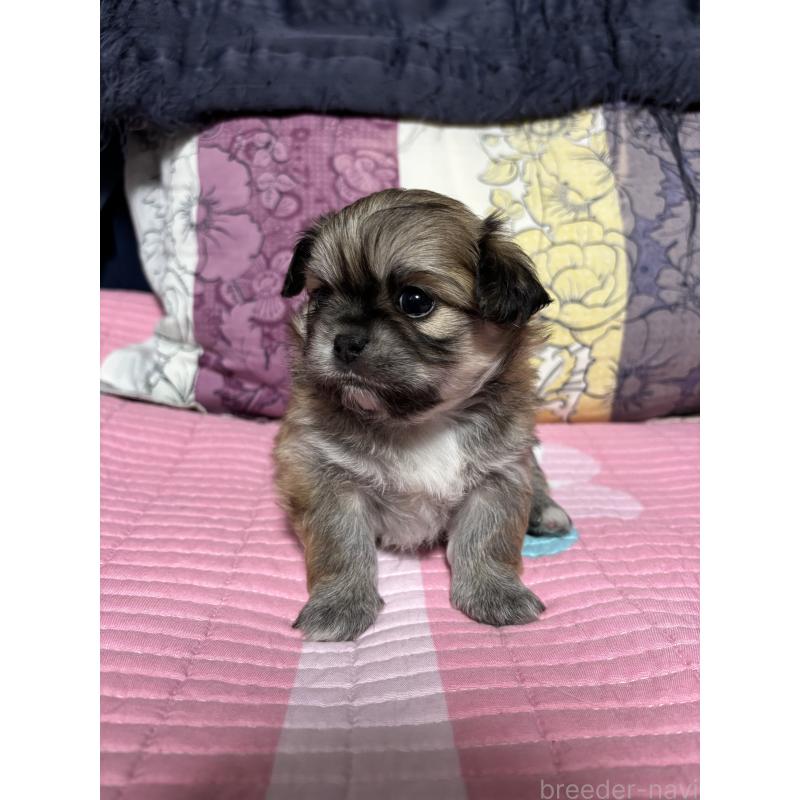 販売中の愛知県のミックス犬-403375の6枚目