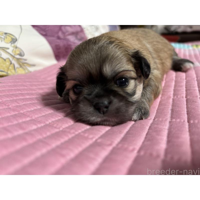 販売中の愛知県のミックス犬-403375の4枚目
