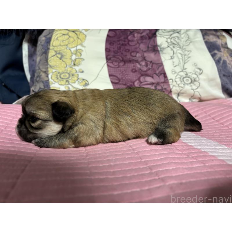 販売中の愛知県のミックス犬-403375の3枚目