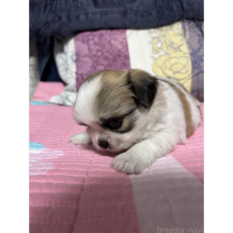 販売中の愛知県のミックス犬-403376の4枚目