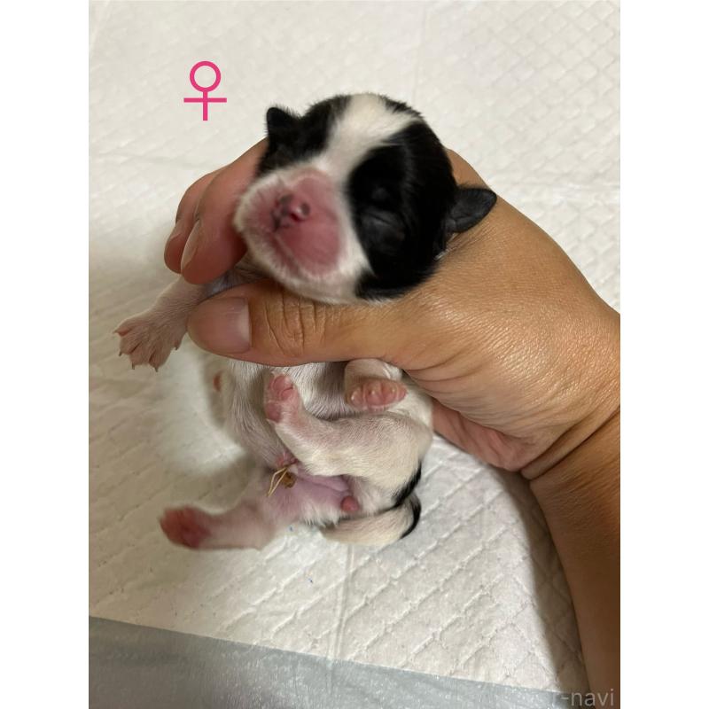 販売中の熊本県のミックス犬-403378