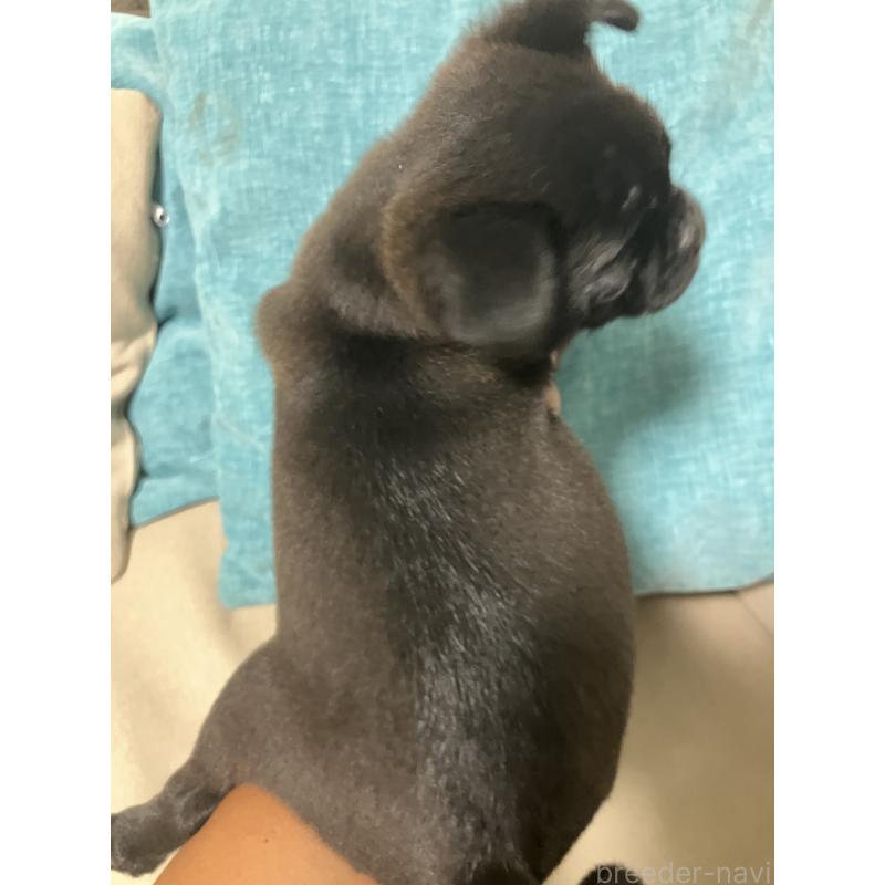 販売中の千葉県のミックス犬-395024の5枚目