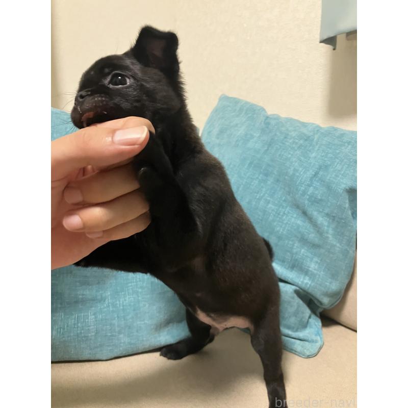 販売中の千葉県のミックス犬-395024の4枚目