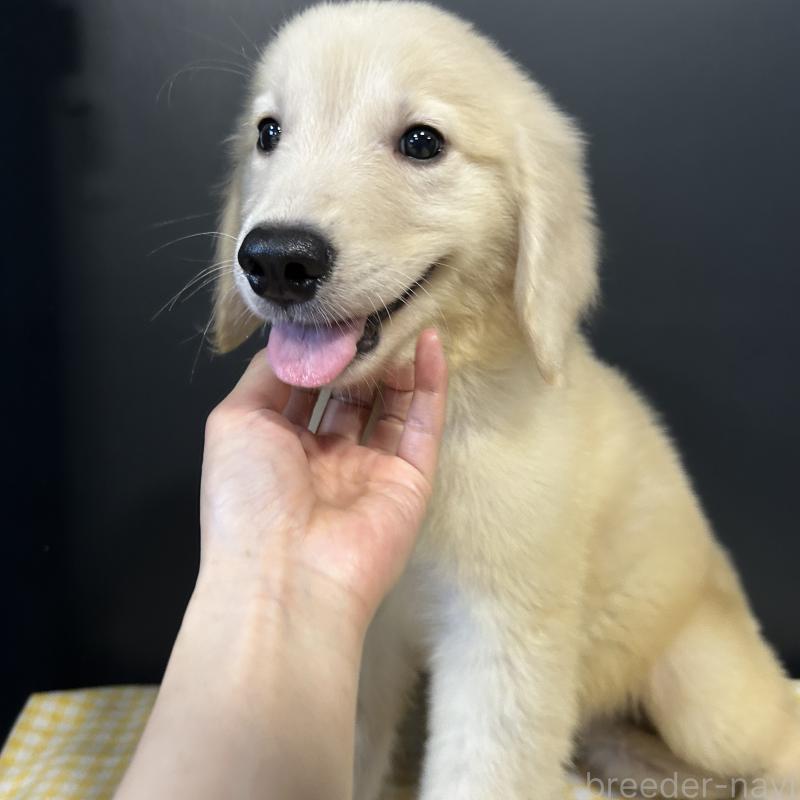 販売中の栃木県のゴールデンレトリーバー-403077の8枚目