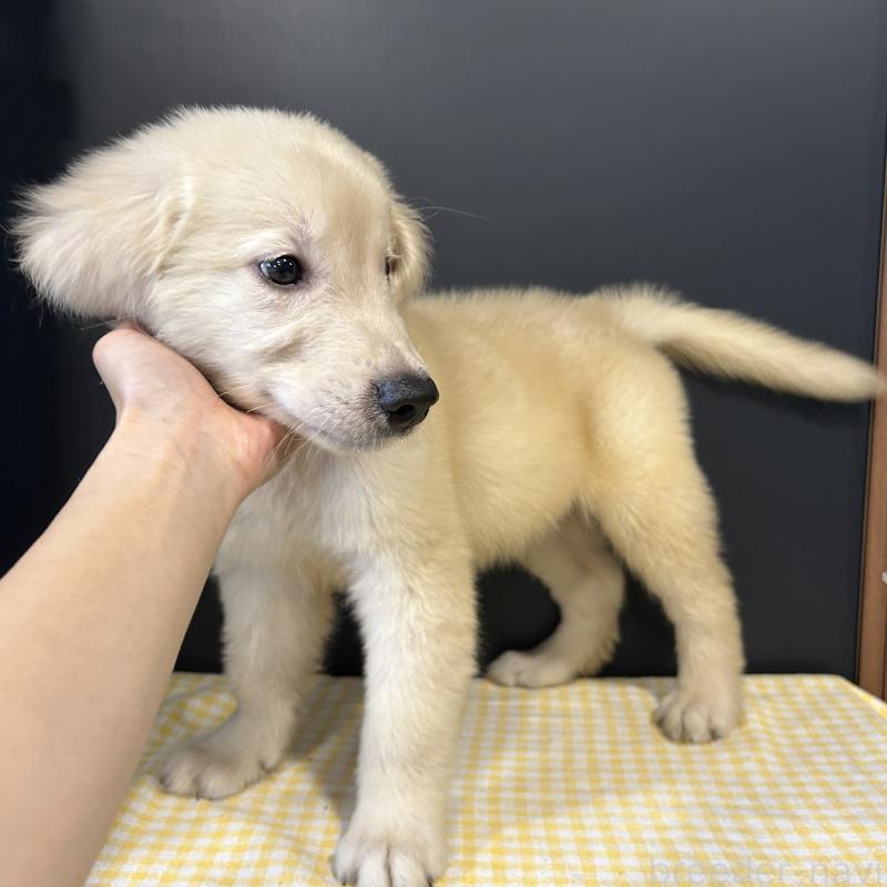 販売中の栃木県のゴールデンレトリーバー-403077の3枚目