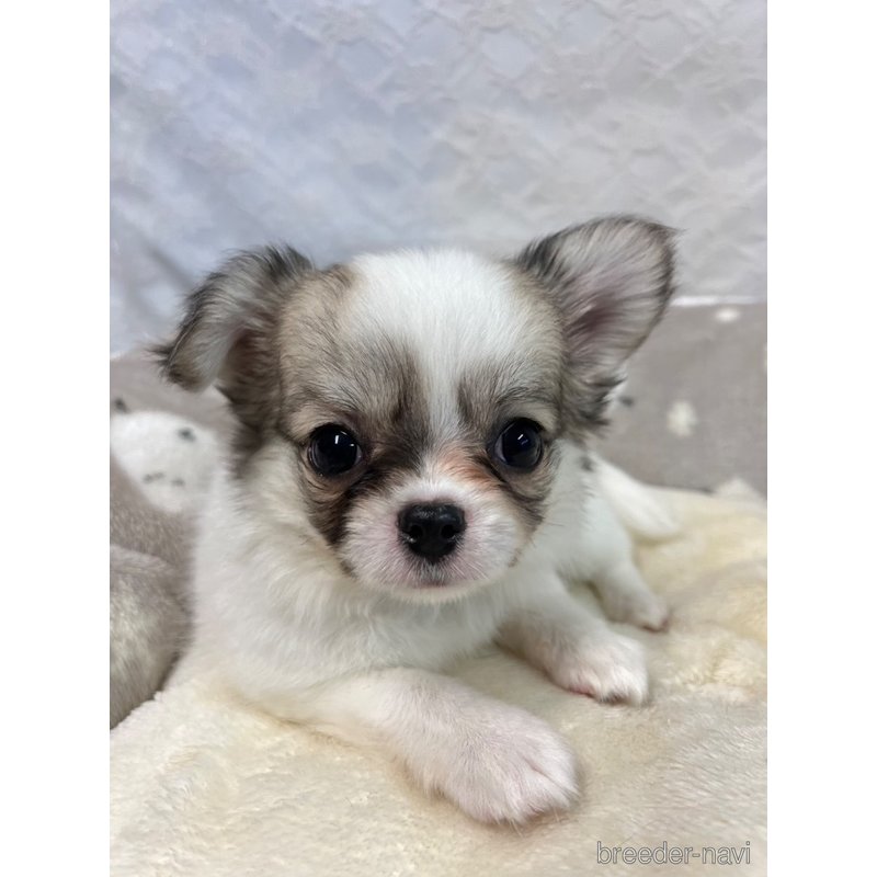 販売中の岡山県のチワワ(ロングコート)-403127の2枚目