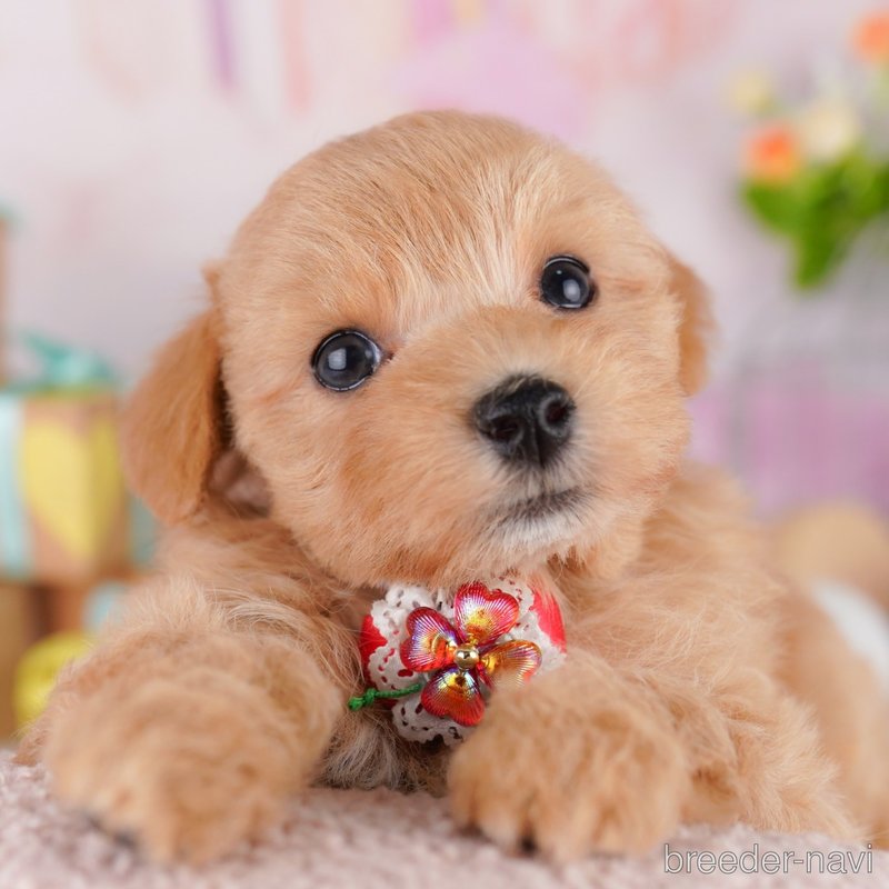 販売中の東京都のミックス犬-404560