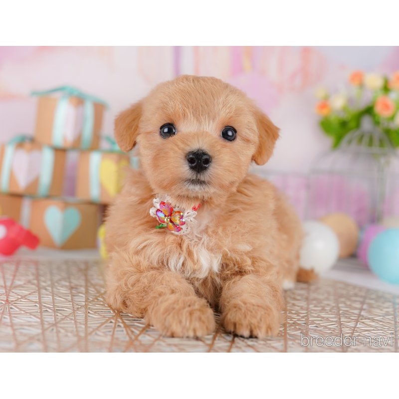 販売中の東京都のミックス犬-404560の5枚目