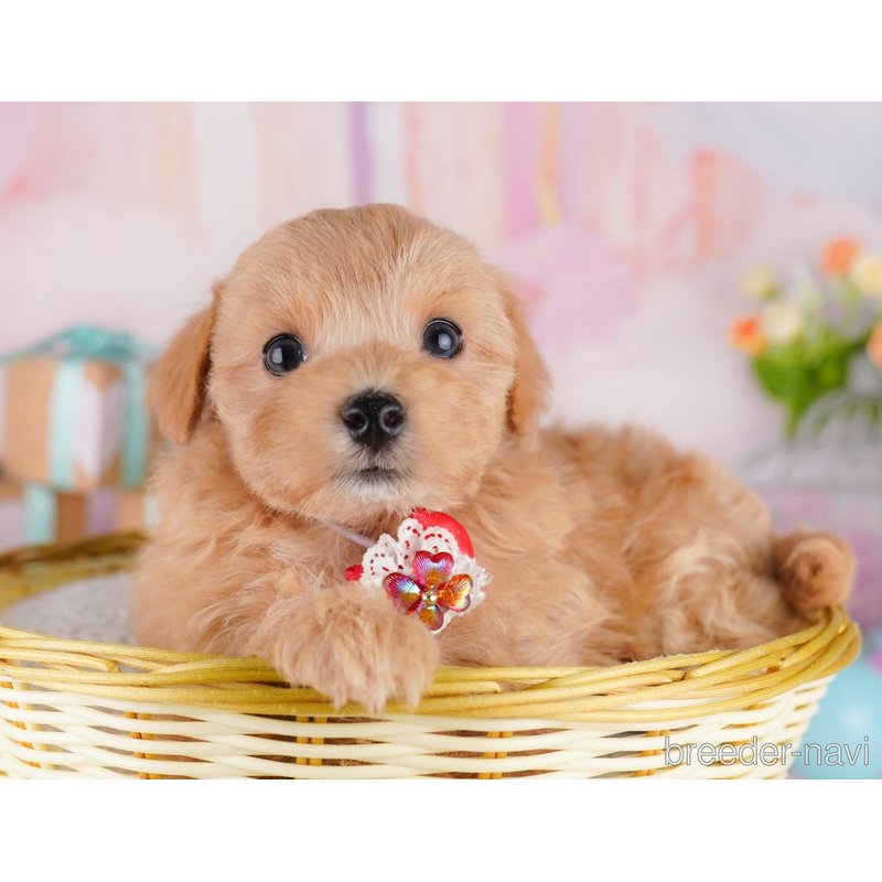 販売中の東京都のミックス犬-404560の6枚目