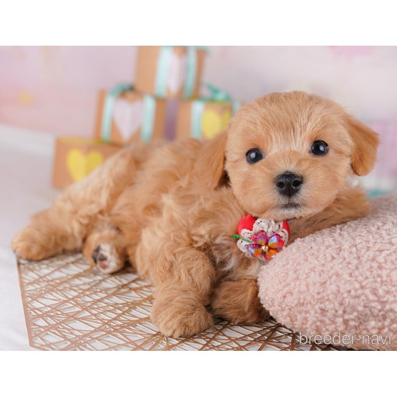 販売中の東京都のミックス犬-404560の2枚目