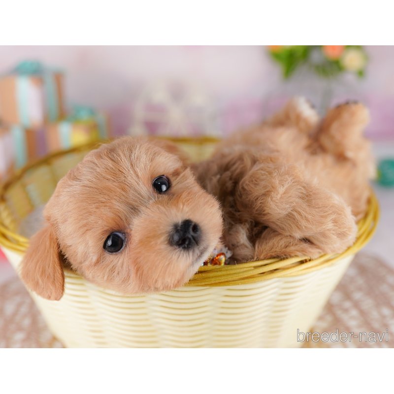 販売中の東京都のミックス犬-404560の3枚目