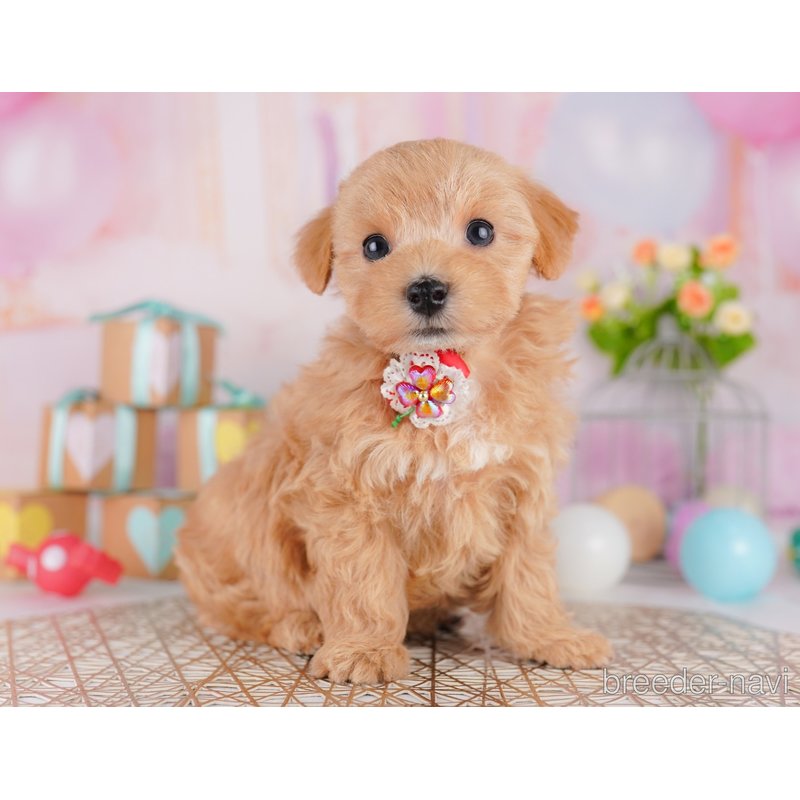 販売中の東京都のミックス犬-404560の4枚目