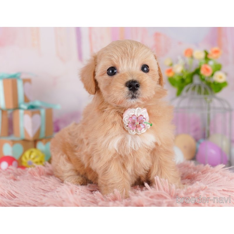 販売中の東京都のミックス犬-404564の6枚目