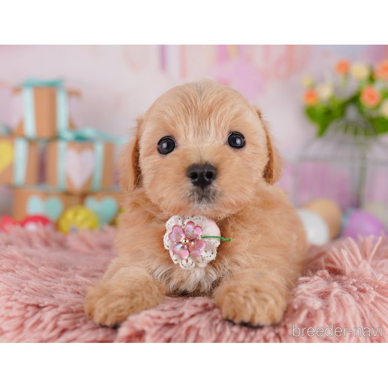 販売中の東京都のミックス犬-404564の4枚目