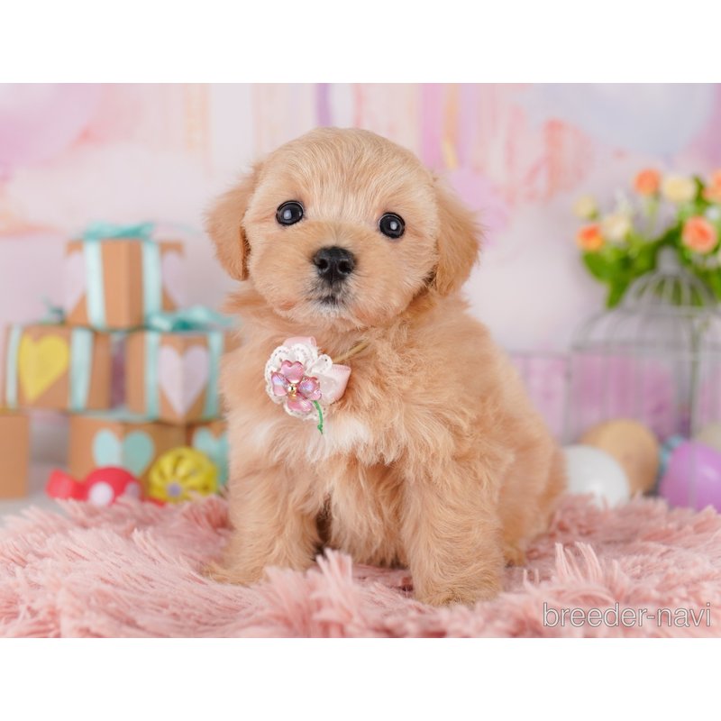 販売中の東京都のミックス犬-404564の2枚目