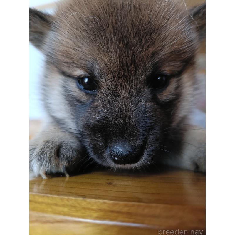 販売中の岩手県の柴犬-403089の2枚目